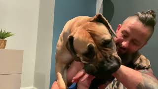Boerboel And Owner Play Fighting