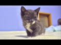 子猫の様子が変なので急いで病院へ連れて行ってみたら。。