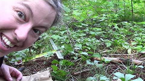 Sampling forest floor Leaf Litter