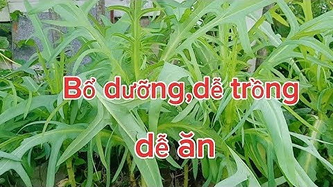 Bồ công anh một loại rau bổ dưỡng/Cách gieo hạt bồ công anh.