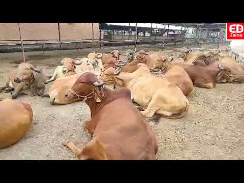 लवकरच गाईंच्या सानिध्यात घालविता येणार वेळ