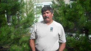 How to Fertilize Evergreen Trees