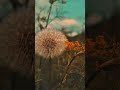 Nature Escape | Relaxing Nature Videos, Wildlife &amp; Scenic