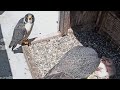 Cal falcons archie delivers snack to nest watches annie feed chicks breaks 4th wall  2024 apr 28