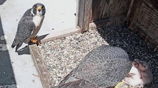 Cal Falcons: Archie delivers snack to nest🍔 Watches Annie feed chicks👀 Breaks 4th wall 😂 2024 Apr 28