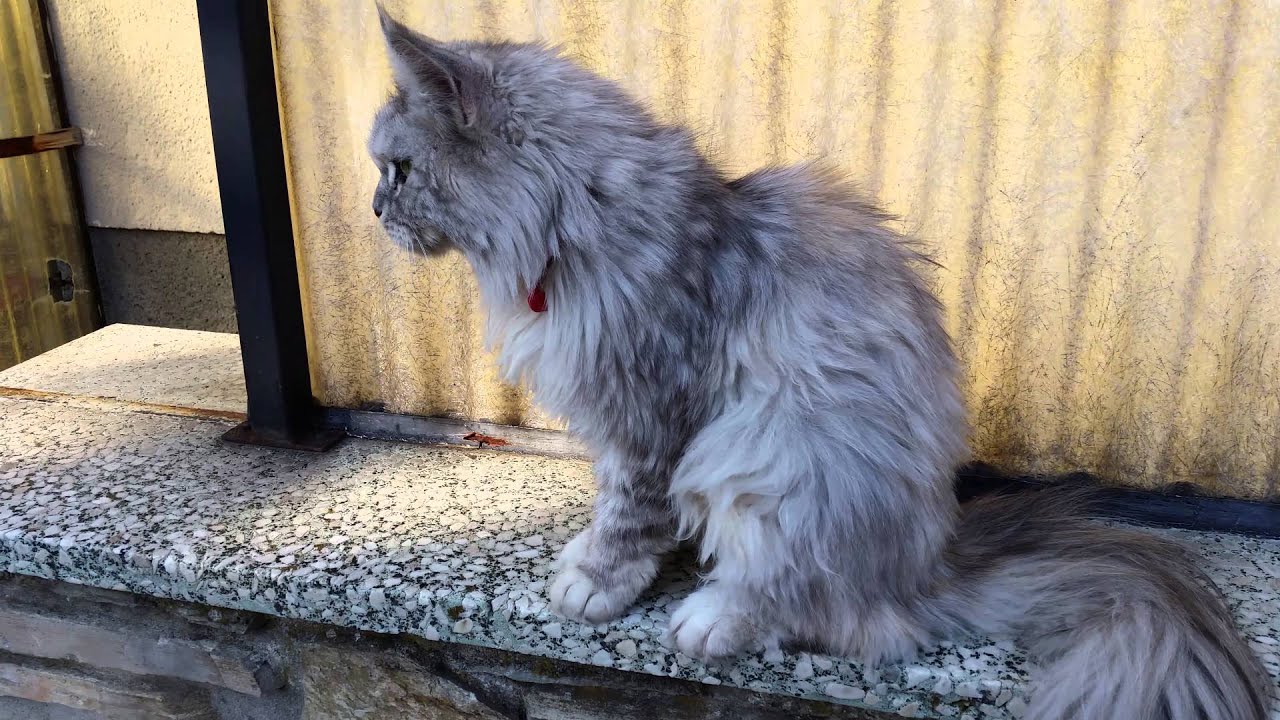 Norwegian Forest Cat Hd 4k Youtube