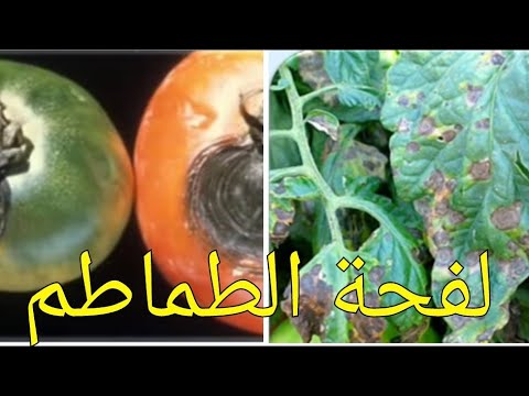 فيديو: ما الذي يسبب اللفحة المتأخرة على الطماطم؟