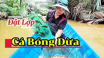Cách Tôi Bắt Cá Bống Dừa Từ Những Cái Lọp | How I Catch Coconut Goby Using Traps. #tmvl71 #fishing