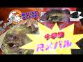 【2026】尺メバル今季初GET!瀬戸内#メバルサビキ#船釣り#サビキ釣り#遊漁船#岡山釣り