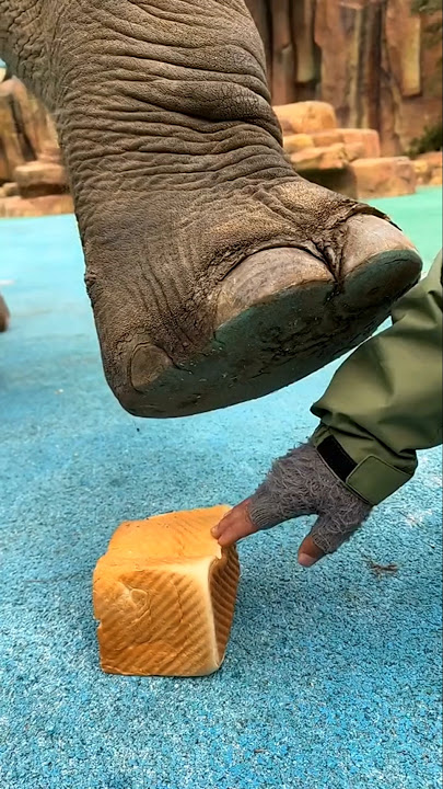 What will happen if a man's hand gets under the elephant's feather #shorts #elephant #animals
