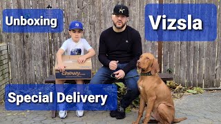 Unboxing With A Vizsla Puppy by Kobe The Vizsla 1,520 views 3 years ago 8 minutes, 4 seconds
