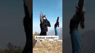 The king of the Andes takes Flight! #animals #andeancondor #wildlife #fyp#funnyanimals