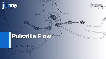 Characterization Of Isolated, Ventilated, & Instrumented Mouse Lung Perfused l Protocol Preview