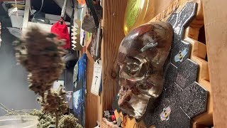 Terpie Monster is live smoking with Rudy #cannabistalk101 #live