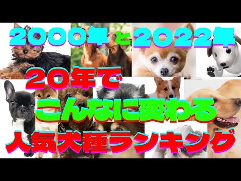 2000年と2022年人気犬種比較❗️意外な結果⁉️Ranking of Japan popular dog