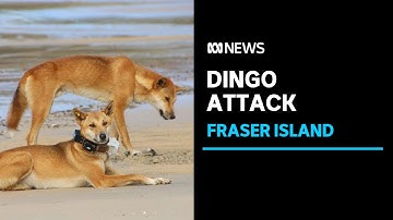 Toddler bitten by dingo on Queensland