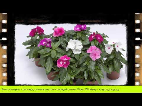 Video: Kasvava Periwinkle Tai Vaaleanpunainen Catharanthus