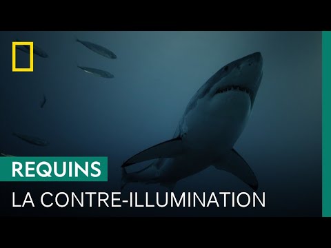 La contre-illumination, technique de camouflage du grand requin blanc