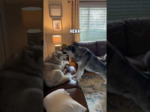 When you finally realize YOU are the trigger ? #shorts #husky #doghumor #comedy #howlingdog #dog