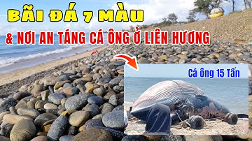 Khám Phá Bãi Đá 7 Màu Tuyệt Đẹp & Nơi An Táng Cá Ông 15 tấn  Ở Liên Hương,  Lâm Đồng  🏝