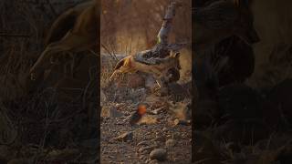 #This Wild Hunter Froze When It #Saw Me 😱Desert Predator Caught on Camera 🦊#