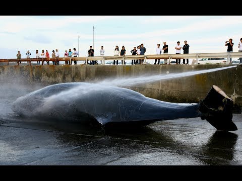 Βίντεο: Πρέπει να απαγορευτεί το κυνήγι φαλαινών;