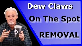 DIY, dewclaw removal quick and painless for French bulldogs