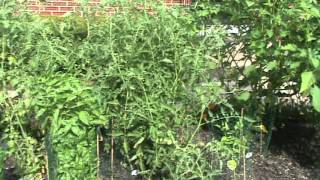 Front yard vegetable garden - Kansas City, MO