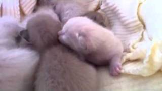 Tonkinese kittens one week old by zephanco 90 views 12 years ago 1 minute, 31 seconds