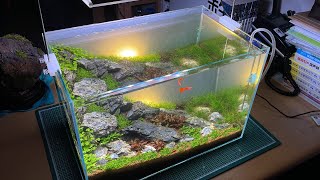 45cm iwagumi planted tank/Sunrise Layout for Beginners/aquascaping/초보들을 위한 이와구미 수초어항/일출 레이아웃