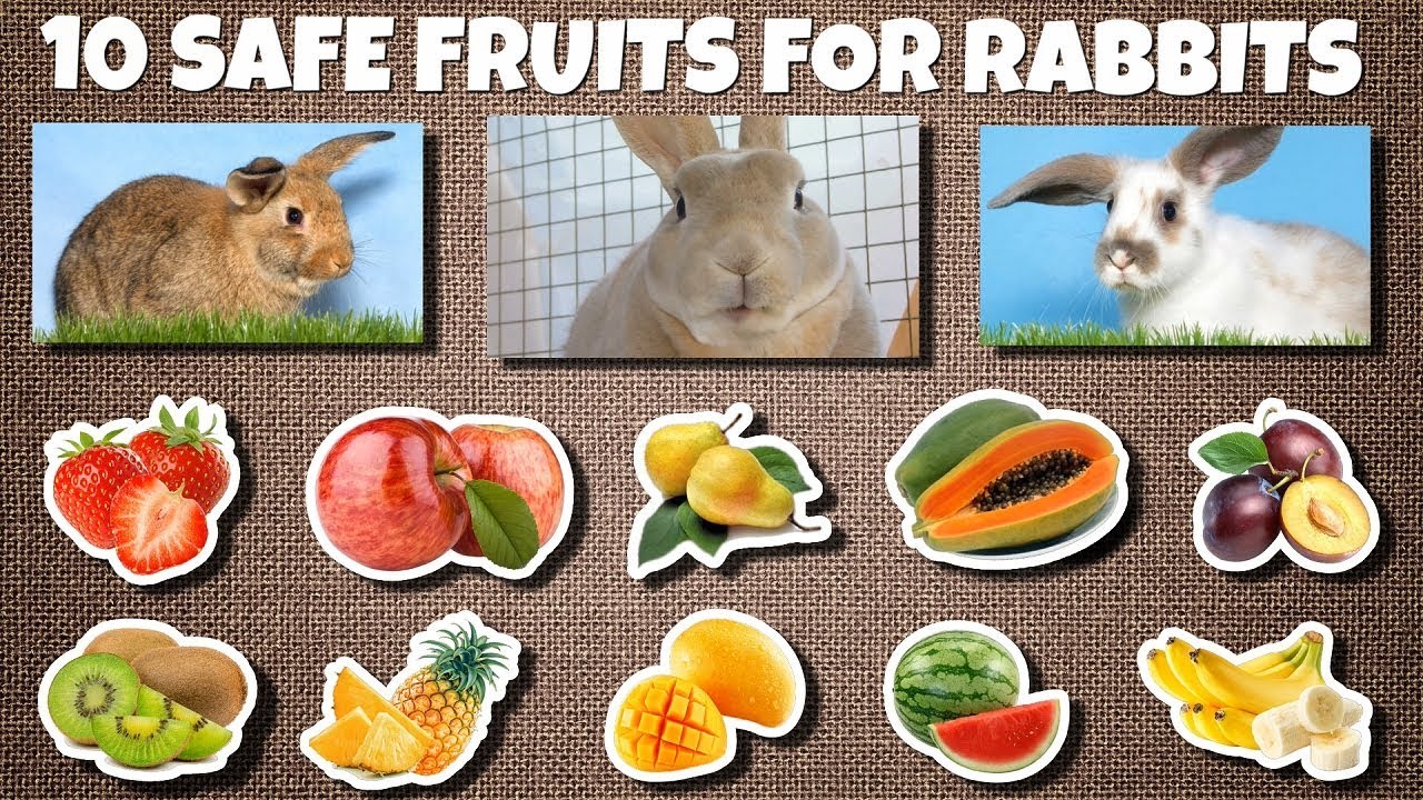 unsafe food for rabbits