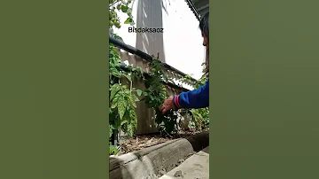 Tomatoe Harvest Shorts Vegetables Health 