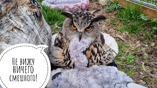 Eagle owl Yoll laid out cozy pillows and sits and lies while we make a shadow for her