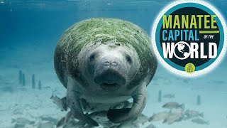 Swimming in the Manatee Capital of the World