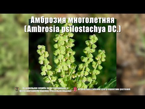 Video: Ambrosia Herb: What Is It And What Harm Does It Bring