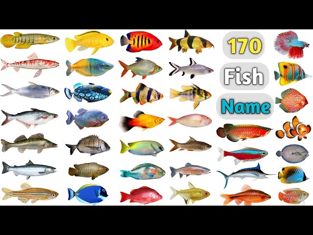 Fish Name ll 170 Fishes Name In English With Pictures ll All Fish Name ll  Fishes Photo 