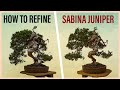 How to refine a sabina juniper bonsai