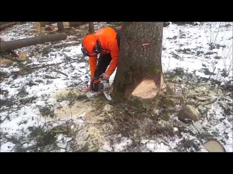 Video: Kā izaudzēt lielu koku?