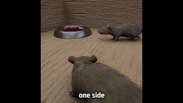 Food vs Mating Experiment 🐁