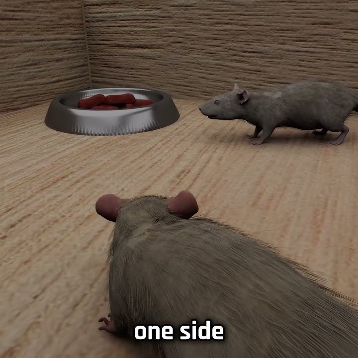 Food vs Mating Experiment 🐁