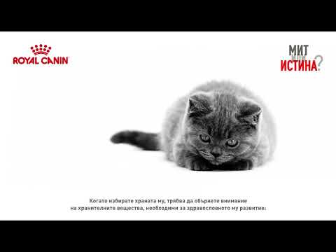 МИТ или ИСТИНА: Хранителните вещества са важни за здравословното развитие на котето