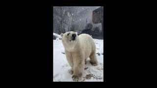 Кали из Сент-Луиса (США)рад снегу....Kali from St. Louis (USA) is happy about the snow....