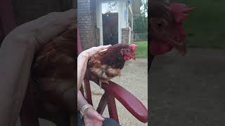 This chick is moulting like a boss. #backyardchickens #eltonjohn #moulting #chicken