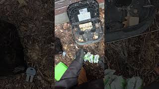 Active Feeding – Rat Rebaiting (Guelph)