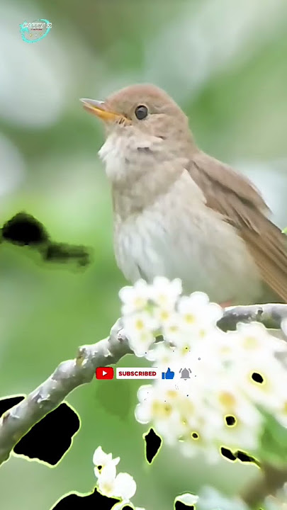 sikatan londo•Common Nightingale (Luscinia megarhynchos).#shorts