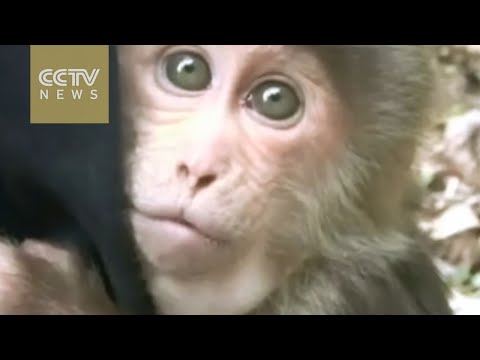 Small monkey hugs feeder’s leg, refuses to go wild