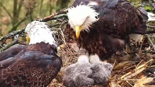 Decorah North  Totally soaked parents and dry eaglets - Dinner for two~2021\/04\/10