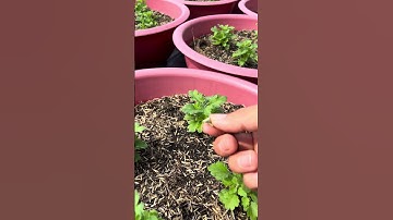 Ngắt đọt cúc mâm xôi Hàn Tết 2026 #thich trồng trọt #gardening #garden #nong nghiệp #hoa Tết