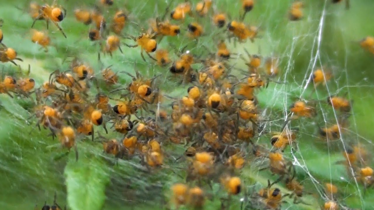 Spider Babies Araneus Diadematus