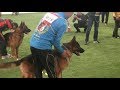 German Shepherd World dog show in Shanghai 2019